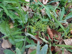 Tagetes patula