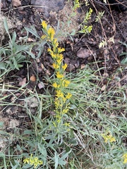 Solidago nemoralis