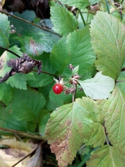 Rubus saxatilis