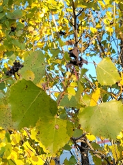 Populus deltoides
