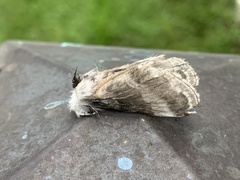 Tolype velleda