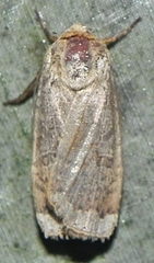 Abagrotis alternata