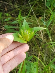 Gentiana rubricaulis
