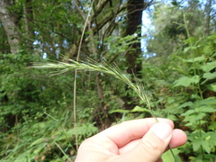 Elymus californicus