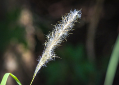 Bothriochloa laguroides