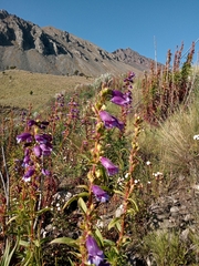 Penstemon gentianoides