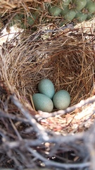 Toxostoma curvirostre