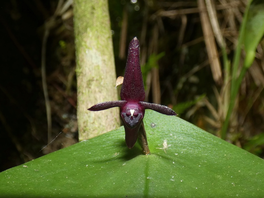 Pleurothallis pudica
