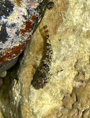 Clinocottus analis