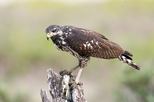 Common Black Hawk