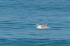 Ichthyaetus melanocephalus