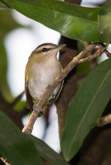 Vireo chivi