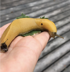 Ariolimax brachyphallus