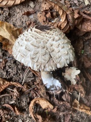 Chlorophyllum olivieri