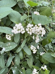 Ageratina altissima