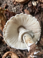 Chlorophyllum olivieri
