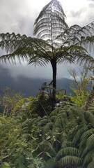Cyatheaceae