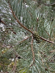 Pinus