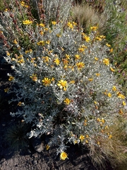 Senecio mairetianus