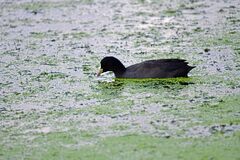 Fulica atra