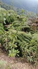 Cyatheaceae