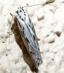Ethmia discostrigella