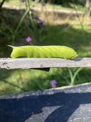Smerinthus ocellata