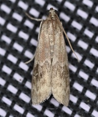 Euzophera semifuneralis