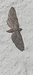 Eupithecia vulgata