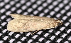 Euzophera semifuneralis