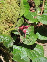 Asarum caudatum