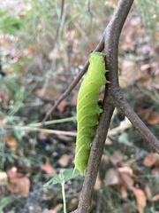 Smerinthus ocellata