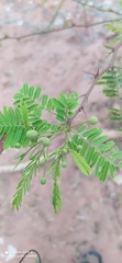 Vachellia aroma