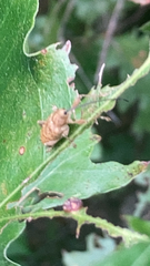 Curculio