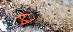 Pyrrhocoris apterus