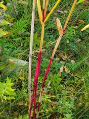 Phragmites australis americanus