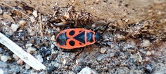Pyrrhocoris apterus