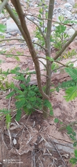 Vachellia aroma