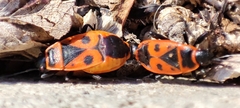 Pyrrhocoris apterus
