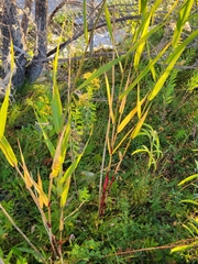 Phragmites australis americanus