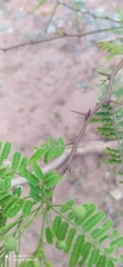 Vachellia aroma