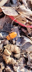 Pyrrhocoris apterus