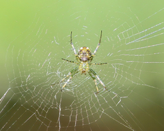 Mangora