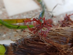 Sphaerococcus coronopifolius