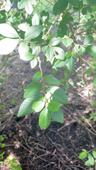 Ulmus parvifolia