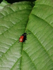 Apoderus coryli