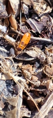 Pyrrhocoris apterus