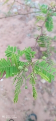 Vachellia aroma