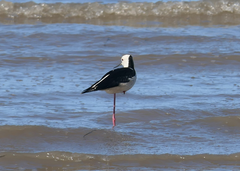 Himantopus leucocephalus
