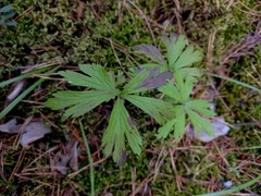 Anemonoides sylvestris